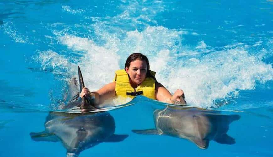 Pływanie Z Delfinami W Belek