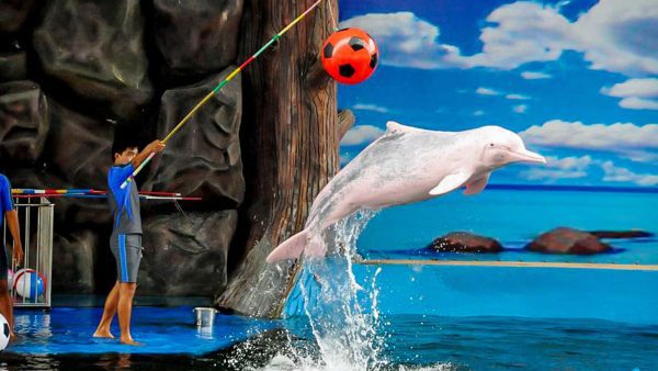 Dolphin Show in Belek Парашют
