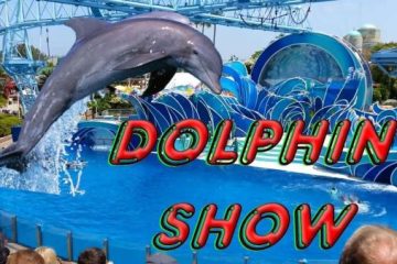 Dolphin Show in Belek