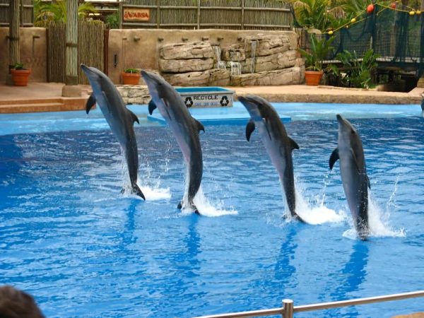 Dolphin Show from Belek