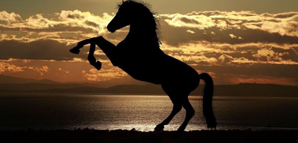 Horse Riding in Marmaris предложения туров