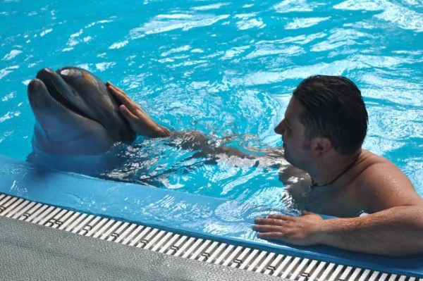 Swimming with Dolphins in Kemer море