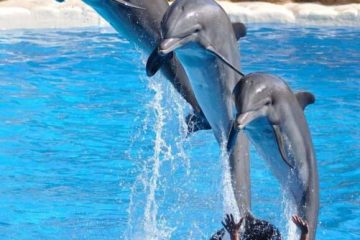 Dolphinarium Alanya